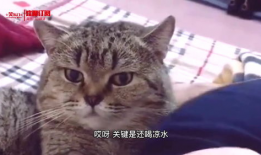 关于猫的短视频,短视频里的猫界奇闻趣事